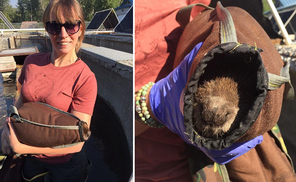 Beaver Transfer Bag (for wildlife organizations) - Image 3